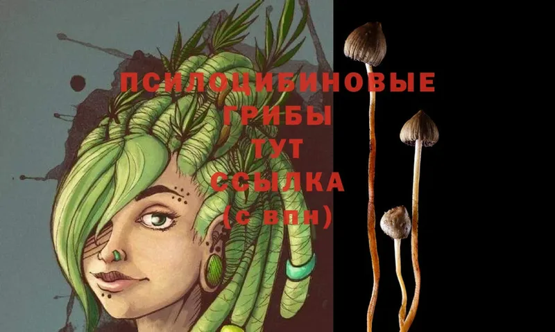 blacksprut рабочий сайт  Печора  это состав  Псилоцибиновые грибы Psilocybe 